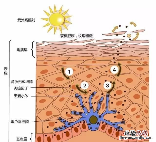 怎么快速美白牙齿 怎么快速美白