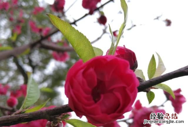 景区旅游线怎么设计吸引人 旅游景区的规划设计