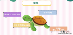 草龟怎么养，中华草龟怎么养