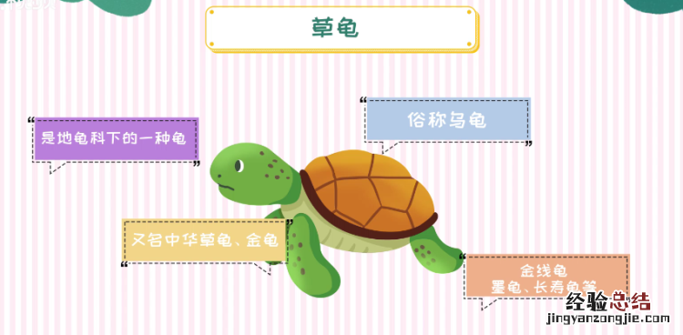 草龟怎么养,中华草龟怎么养
