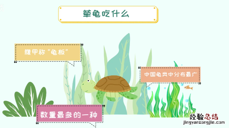 草龟怎么养,中华草龟怎么养