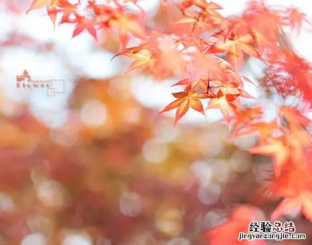 可以用哪些小道具增加摄影光斑效果