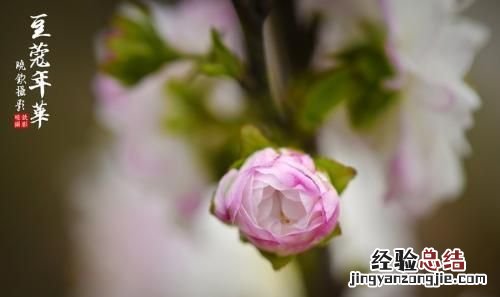 豆蔻年华指的是多大年龄少女 豆蔻年华指多大年龄的人