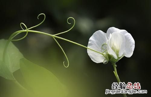 豆蔻年华指的是多大年龄少女 豆蔻年华指多大年龄的人