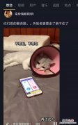 有哪些宠物app