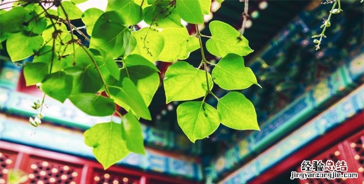 帝都是指哪里,长京指的哪里