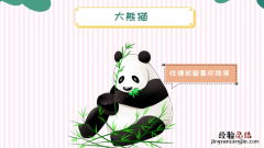 熊猫的生活习性