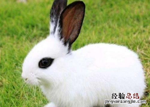 兔子耳朵有耳屎怎么清理 兔子耳朵超级脏怎么办