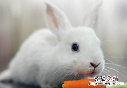 兔子耳朵有耳屎怎么清理 兔子耳朵超级脏怎么办