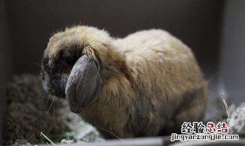 兔子耳朵有耳屎怎么清理 兔子耳朵超级脏怎么办