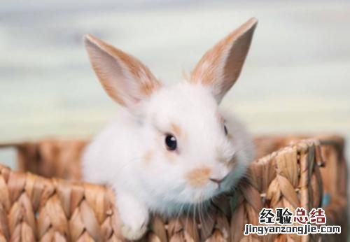兔子耳朵有耳屎怎么清理 兔子耳朵超级脏怎么办