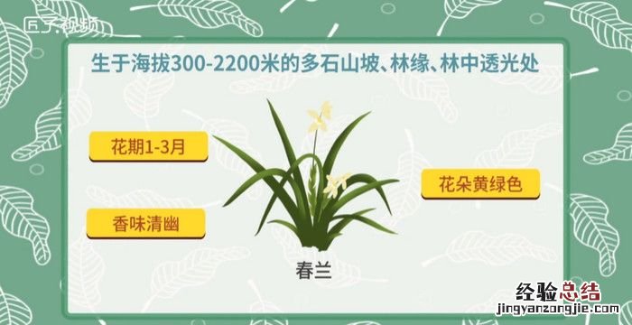 兰草的种类,兰花最常见的品种名称10种以上