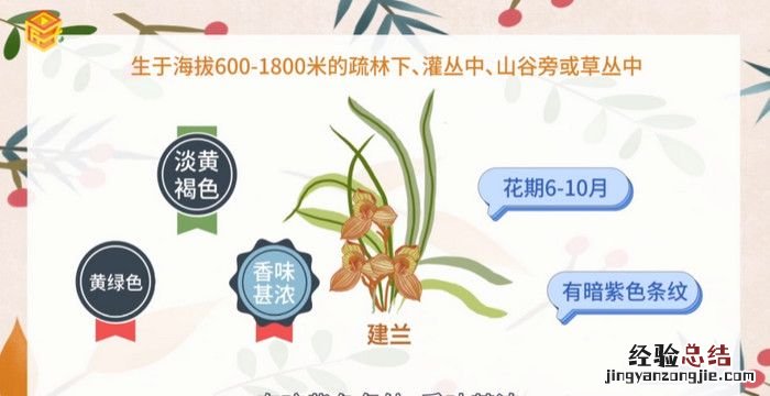 兰草的种类,兰花最常见的品种名称10种以上