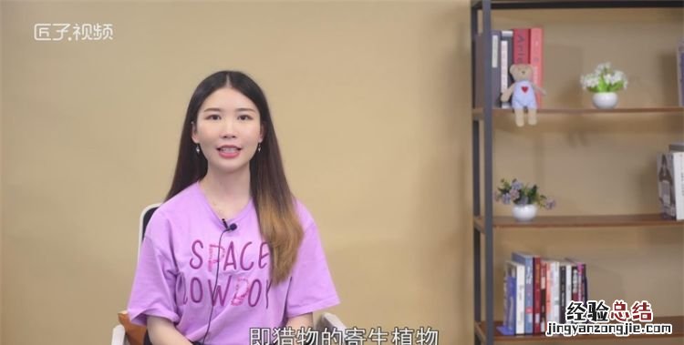 瓢虫吃什么，七星瓢虫吃什么