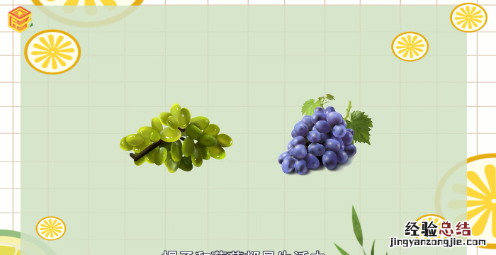 提子和葡萄的区别,春香提子和葡萄区别