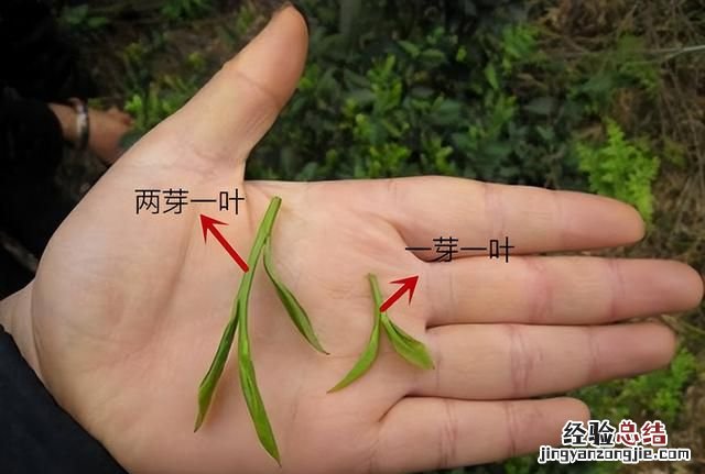 碧螺春茶功效与作用 碧螺春是一种什么茶