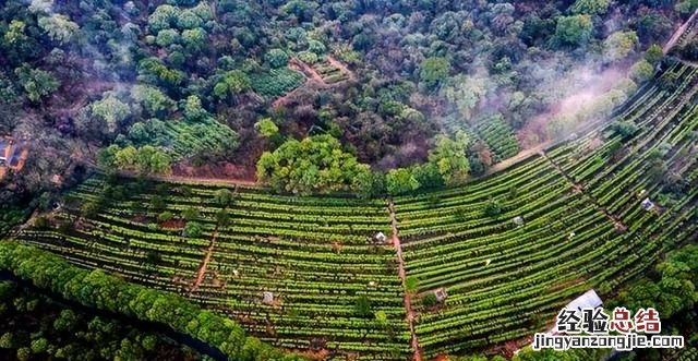 碧螺春茶功效与作用 碧螺春是一种什么茶