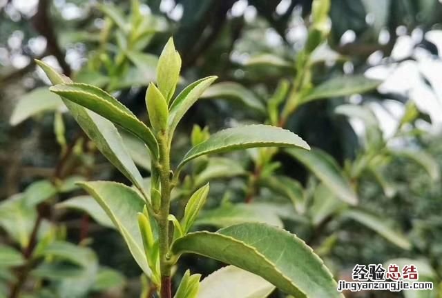 碧螺春茶功效与作用 碧螺春是一种什么茶