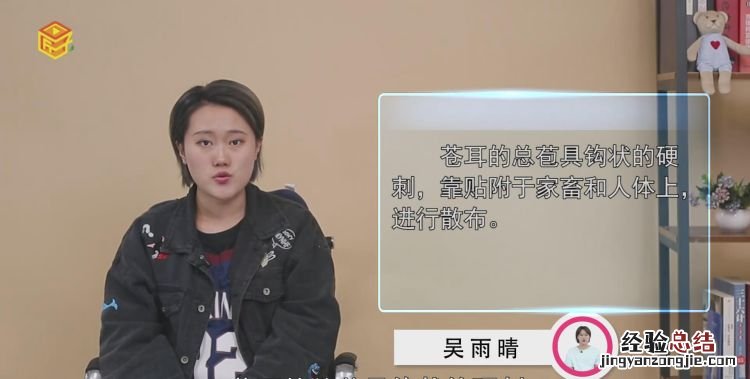 苍耳靠什么传播种子