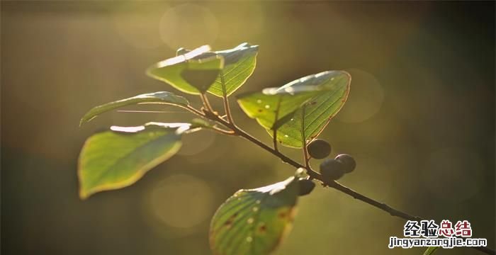 重阳节的习俗,重阳节的时间和习俗