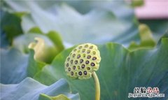 你还知道哪些植物传播种子的方法?
