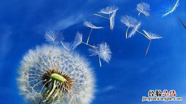 你还知道哪些植物传播种子的方法?