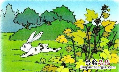 你还知道哪些植物传播种子的方法?