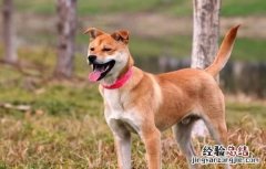 狗在乎主人吗