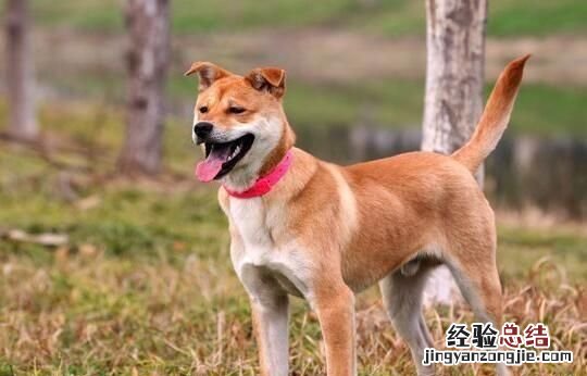 狗在乎主人吗