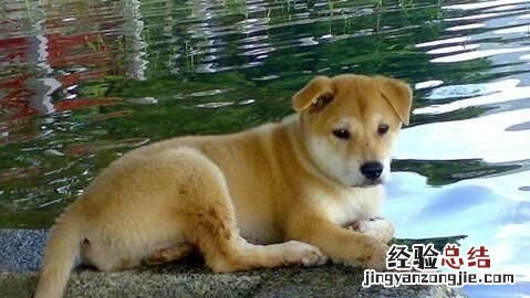 狗在乎主人吗