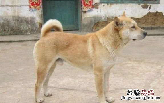 狗在乎主人吗