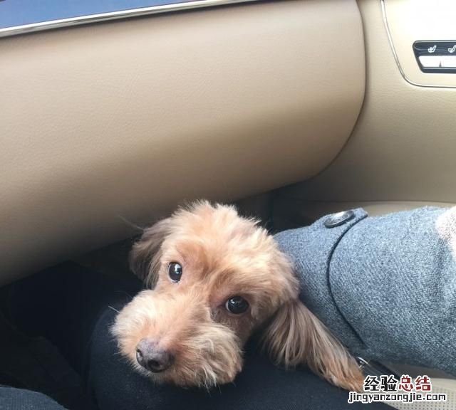 狗在乎主人吗