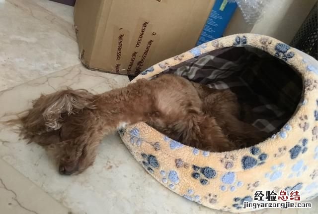 狗在乎主人吗
