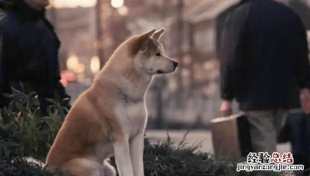 狗在乎主人吗