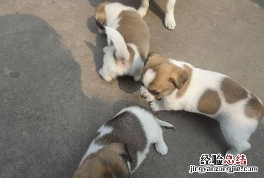 狗在乎主人吗