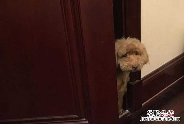 狗在乎主人吗