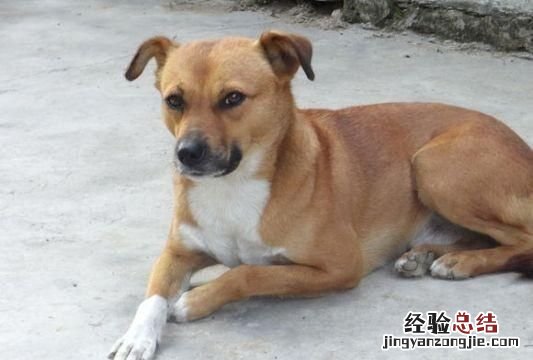 狗在乎主人吗