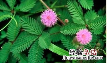 含羞草是真的有毒吗