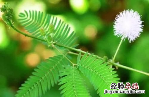 含羞草是真的有毒吗