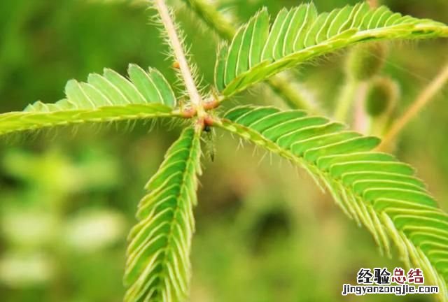 含羞草是真的有毒吗