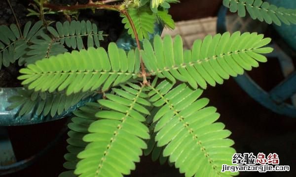 含羞草是真的有毒吗