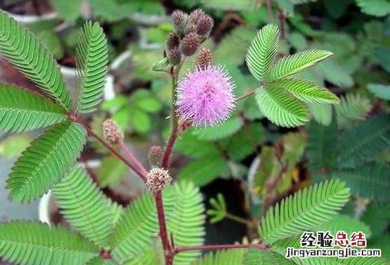 含羞草是真的有毒吗