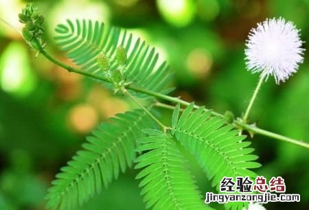 含羞草是真的有毒吗