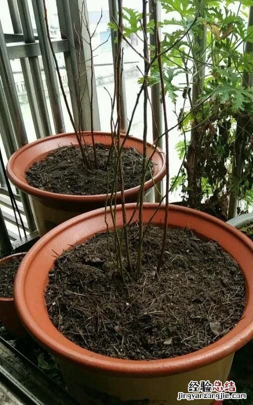 蓝莓的黄泥可以洗根吗 蓝莓洗根