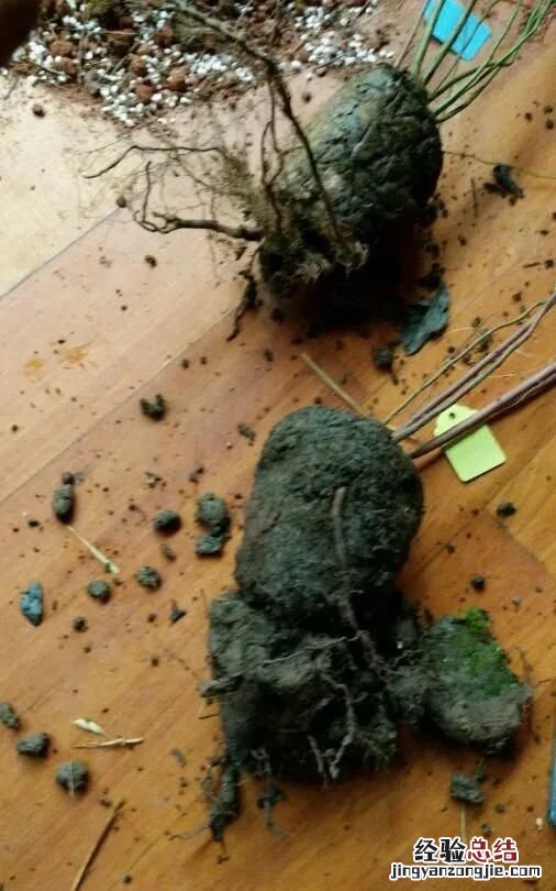 蓝莓的黄泥可以洗根吗 蓝莓洗根