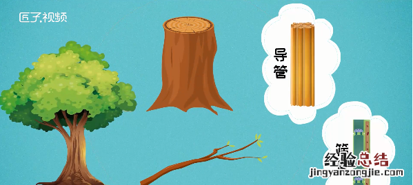 树干为什么是圆的,树木为什么是圆的