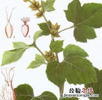 苍耳是什么样子的 苍耳是什么