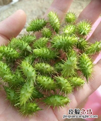 苍耳是什么样子的 苍耳是什么
