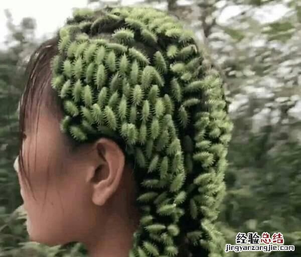 苍耳是什么样子的 苍耳是什么