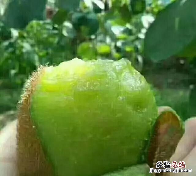 猕猴桃怎么去皮,红心猕猴桃